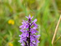 Geflecktes Knabenkraut Orchidee